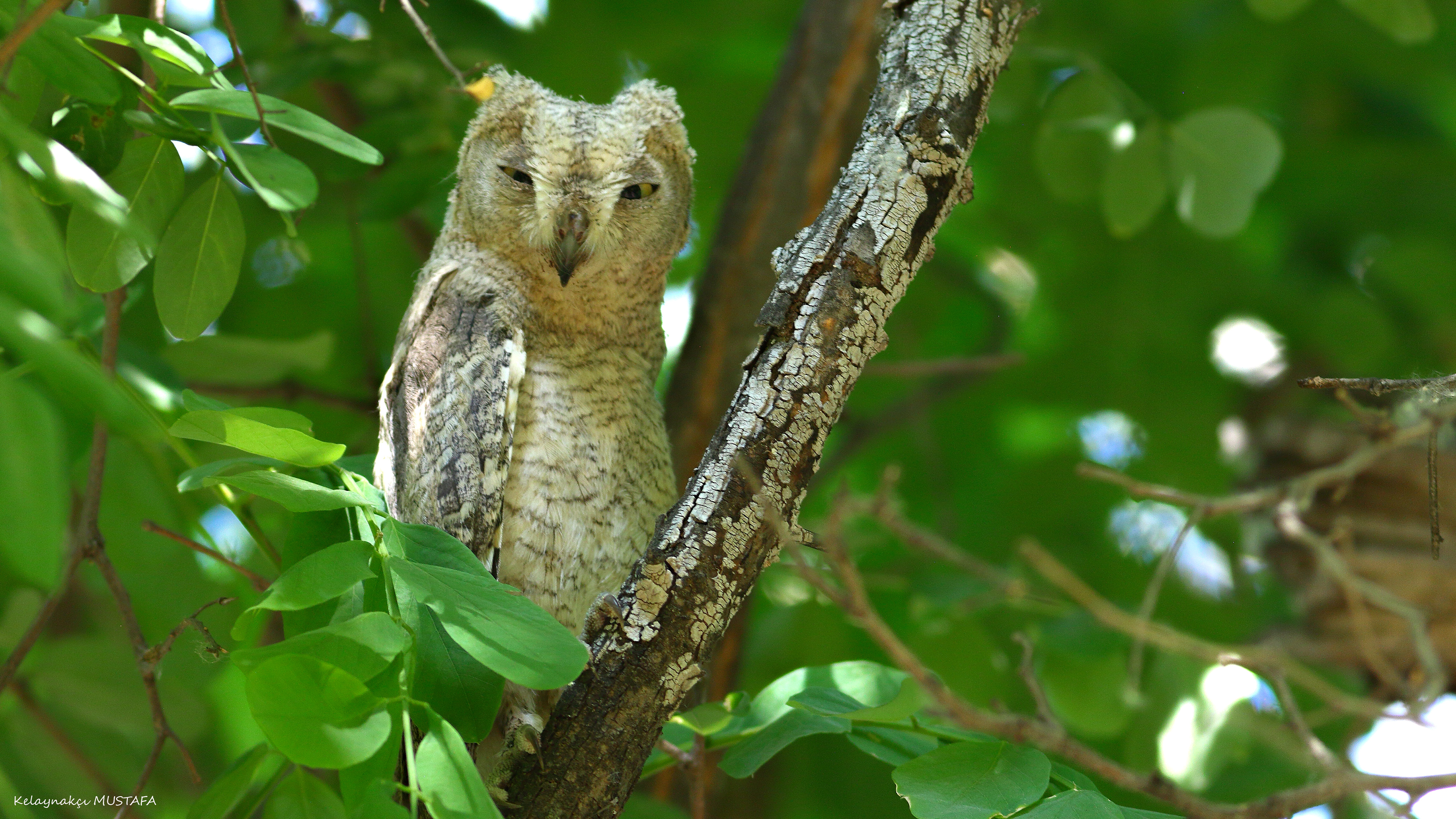 Pallid Scops-Owl — Ana fotoğraf